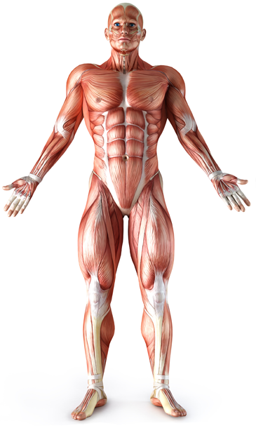 Мышцы, их строение, свойства и функции. - биология, уроки